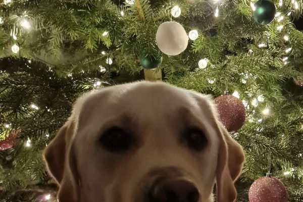 Weihnachtliche Gelassenheit und ein Eimer